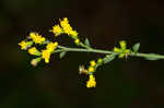 Eared goldenrod